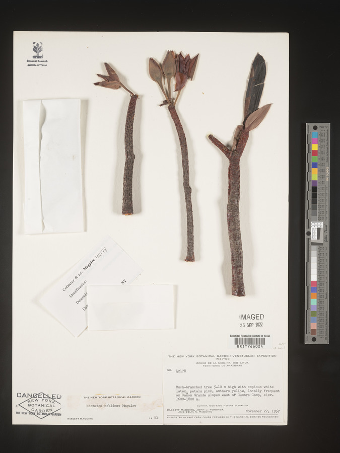 Neotatea neblinae image