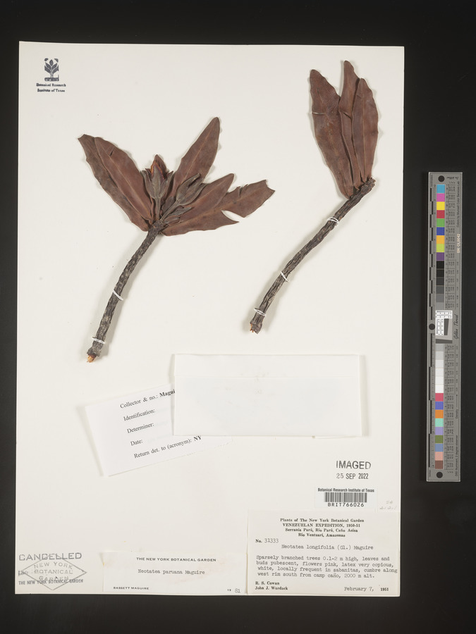 Neotatea image