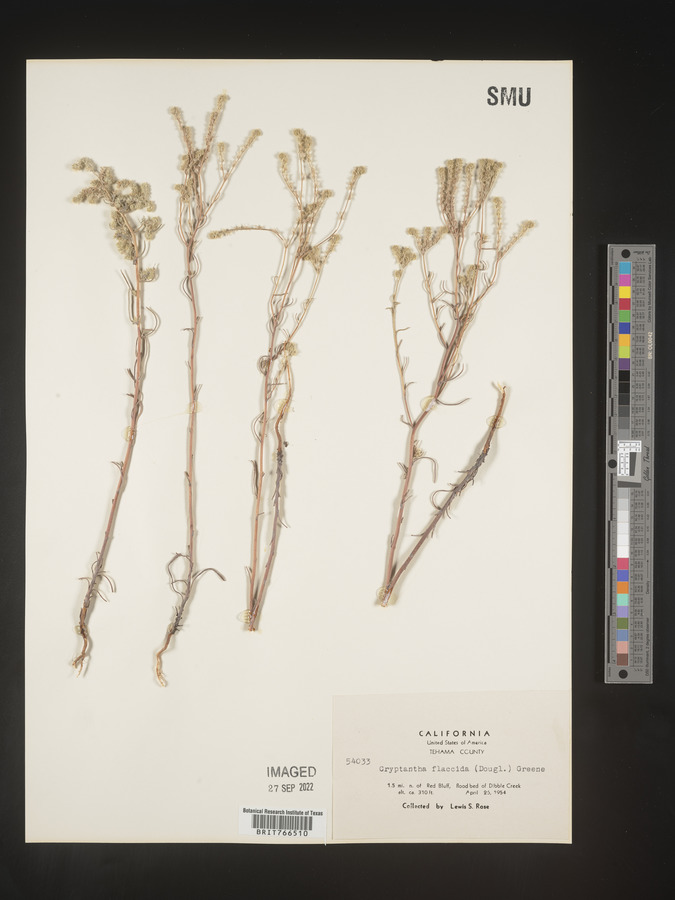 Cryptantha flaccida image