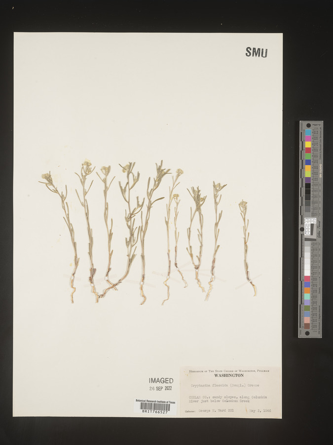 Cryptantha flaccida image