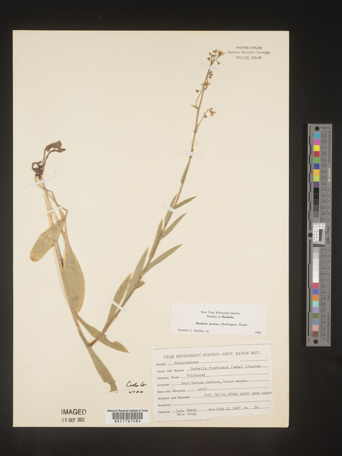 Hackelia jessicae image