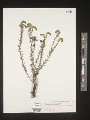 Heliotropium leavenworthii image