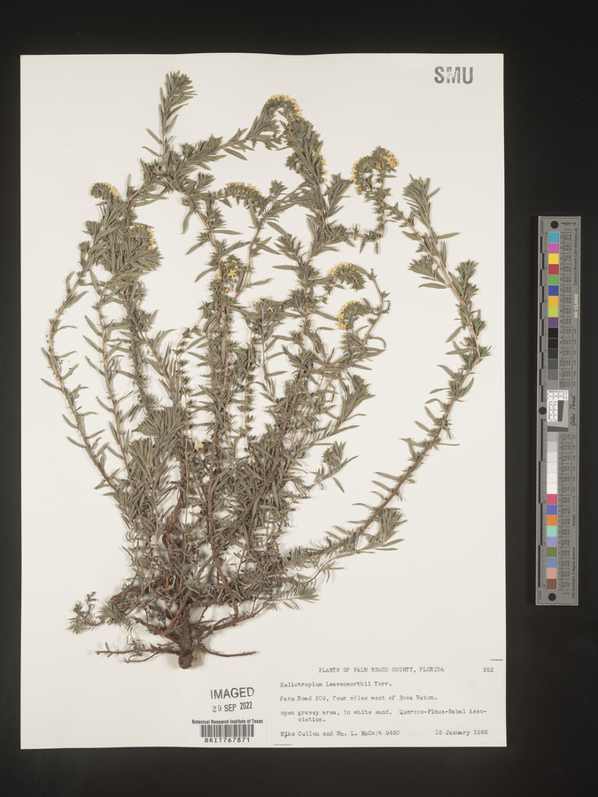 Heliotropium leavenworthii image