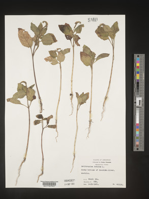 Heliotropium indicum image