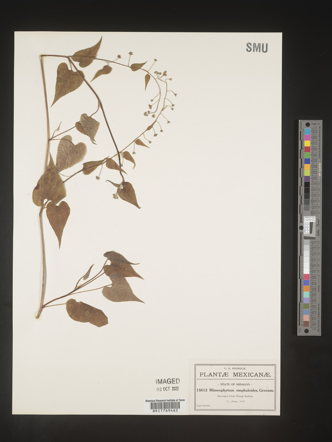 Mimophytum omphalodoides image