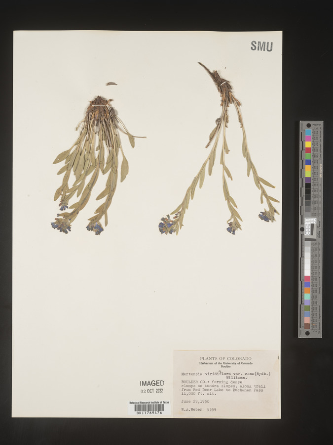 Mertensia oblongifolia image