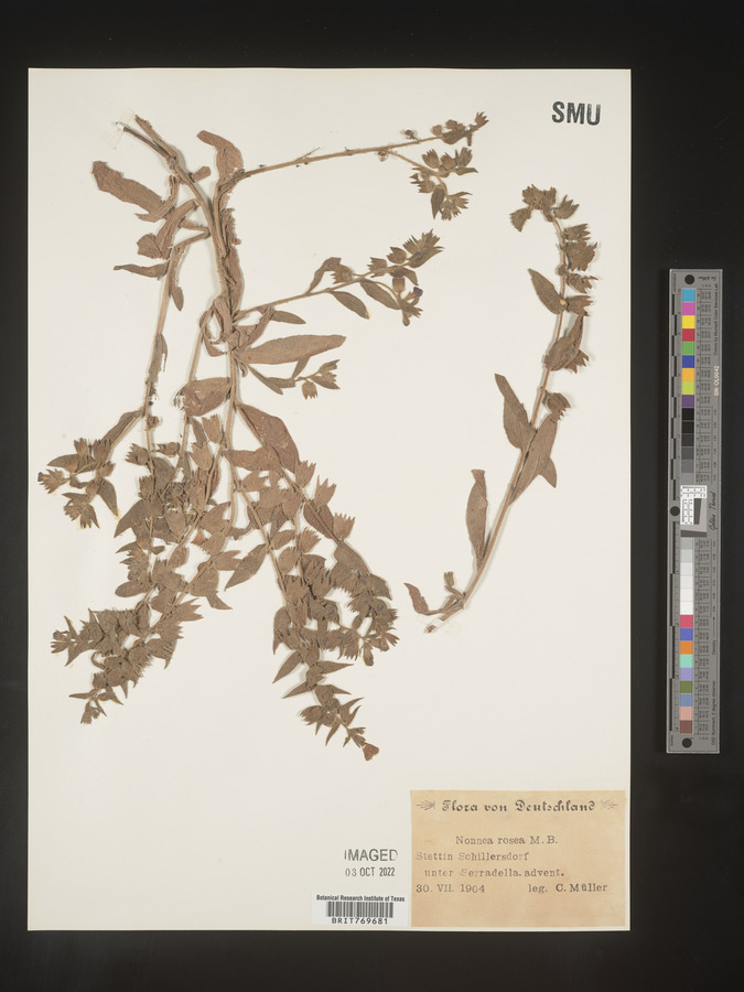 Nonea lutea image