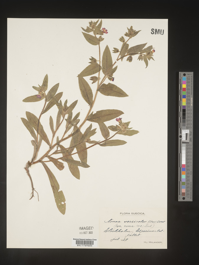 Nonea lutea image