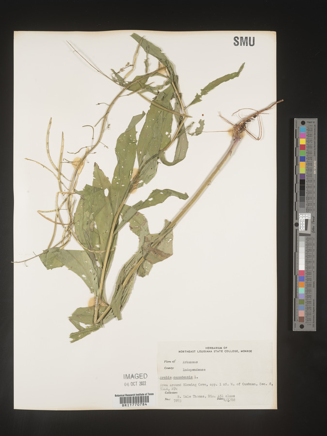 Borodinia canadensis image