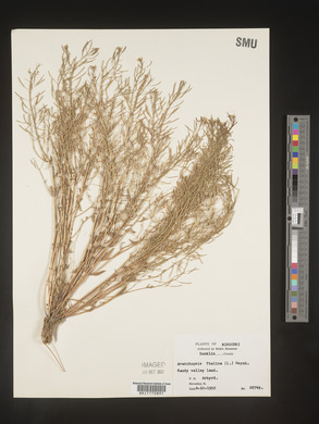 Arabidopsis thaliana image