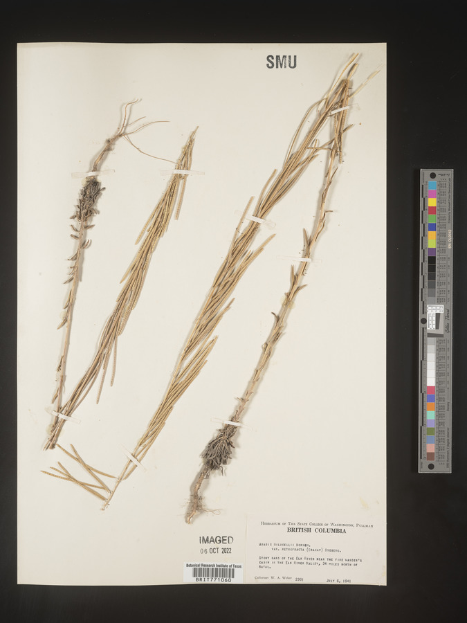 Boechera holboellii image