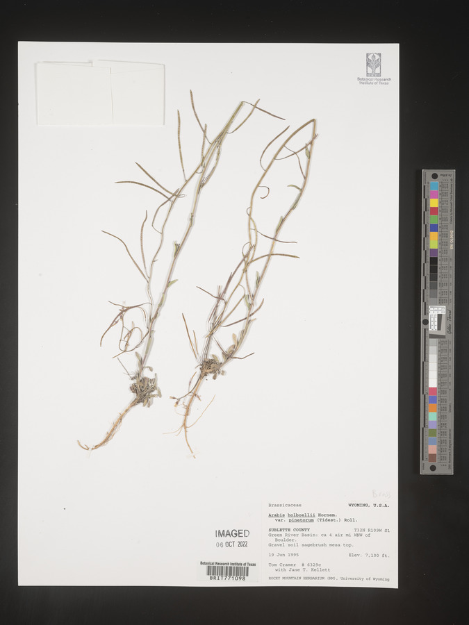 Boechera holboellii image