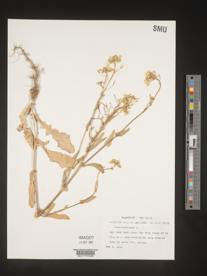 Brassica napus image