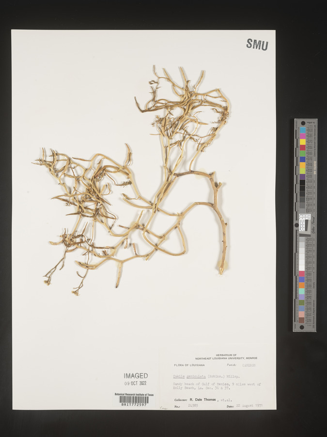 Cakile geniculata image