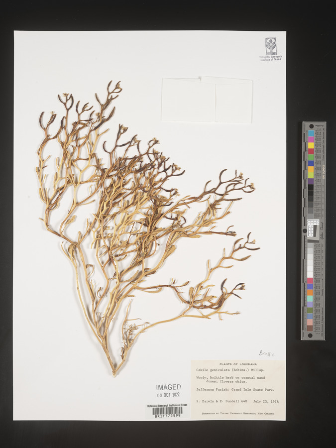 Cakile geniculata image