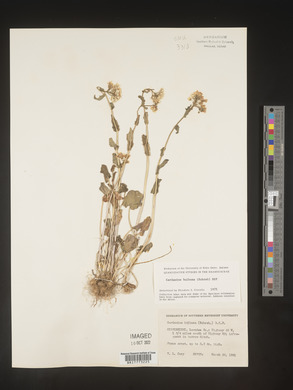 Cardamine bulbosa image