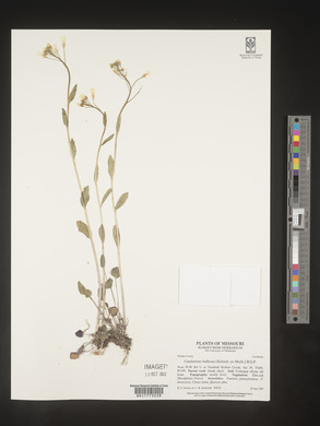 Cardamine bulbosa image