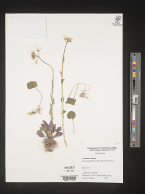 Cardamine bulbosa image