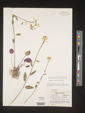 Cardamine bulbosa image