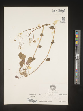 Cardamine bulbosa image