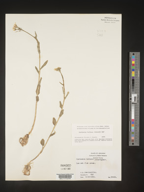 Cardamine bulbosa image