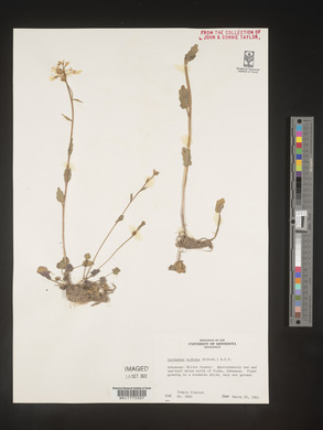 Cardamine bulbosa image