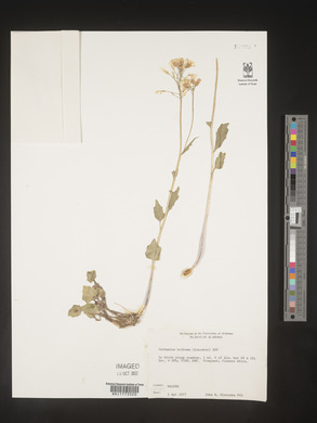 Cardamine bulbosa image