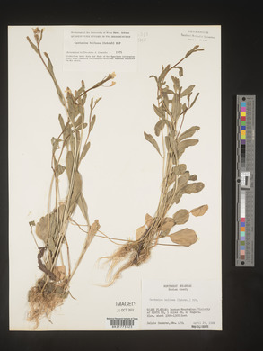 Cardamine bulbosa image