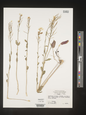 Cardamine bulbosa image