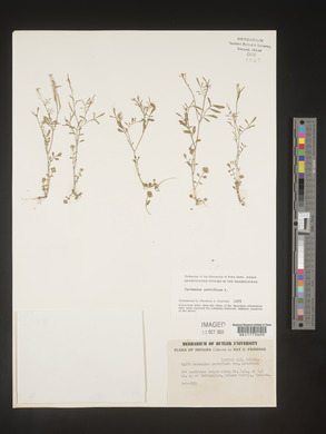 Cardamine parviflora image