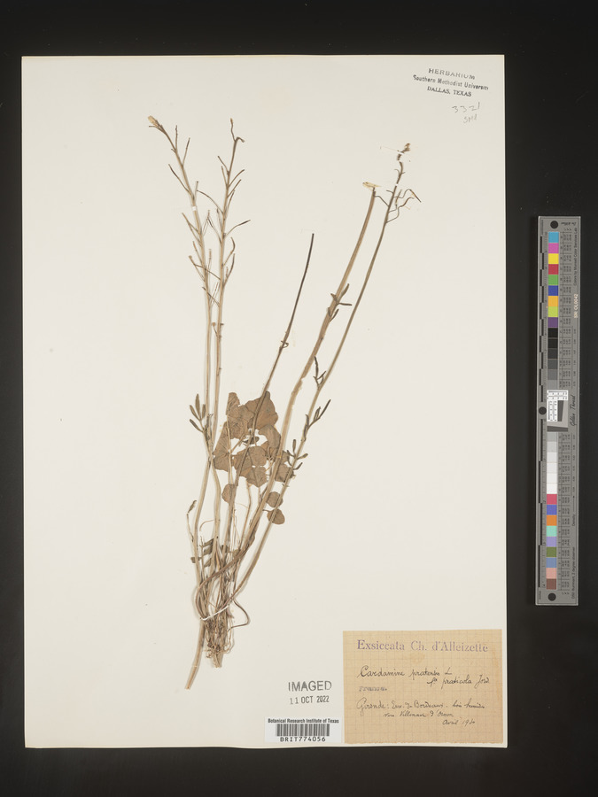 Cardamine pratensis image