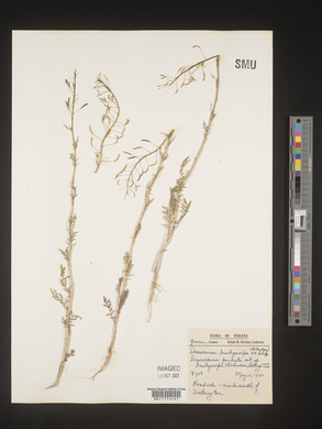 Descurainia pinnata subsp. brachycarpa image