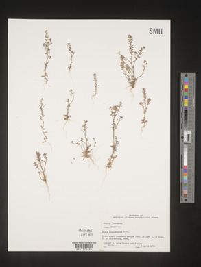 Draba brachycarpa image