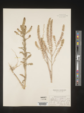 Lepidium apetalum image