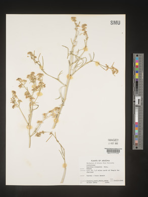 Lepidium fremontii image