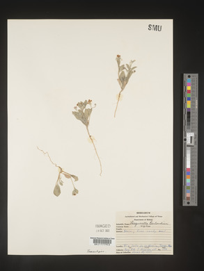 Physaria berlandieri image