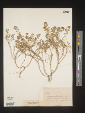 Alyssum linifolium image