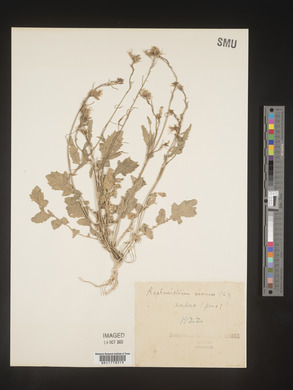 Raphanus raphanistrum subsp. raphanistrum image