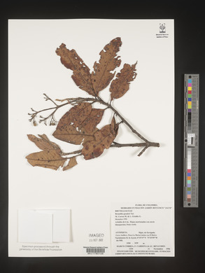 Image Associated With the Occurence