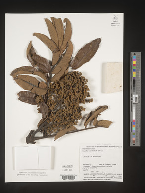 Image Associated With the Occurence