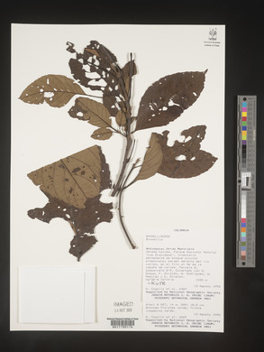 Image Associated With the Occurence