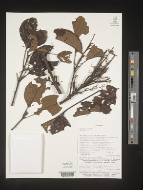 Image Associated With the Occurence