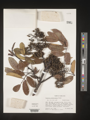 Image Associated With the Occurence