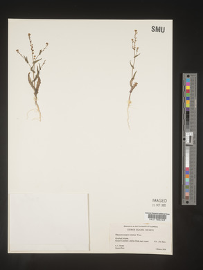 Thysanocarpus erectus image