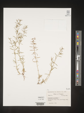 Polypremum procumbens image