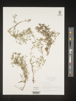 Polypremum procumbens image