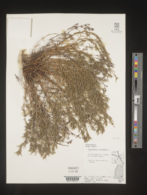 Polypremum procumbens image