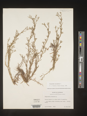 Polypremum procumbens image