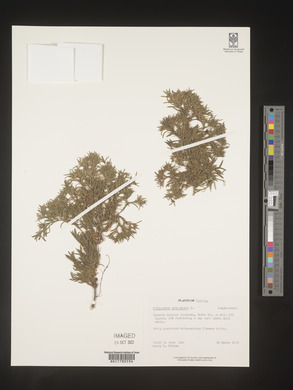 Polypremum procumbens image