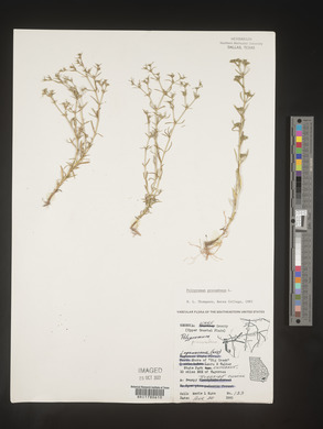 Polypremum procumbens image